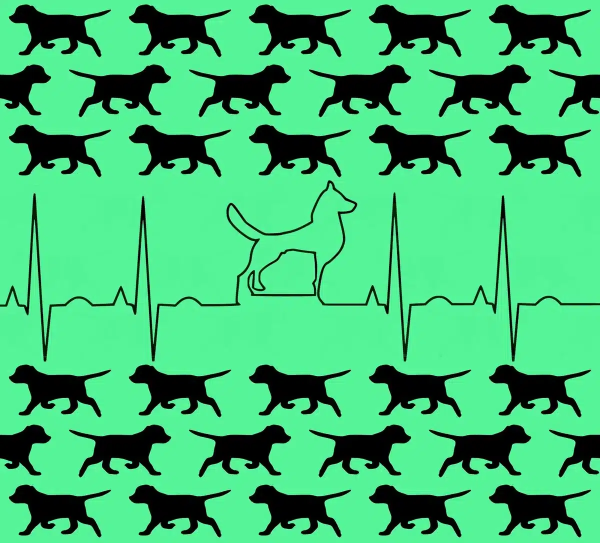 Chien chez le vétérinaire montrant hypersalivation et agitation