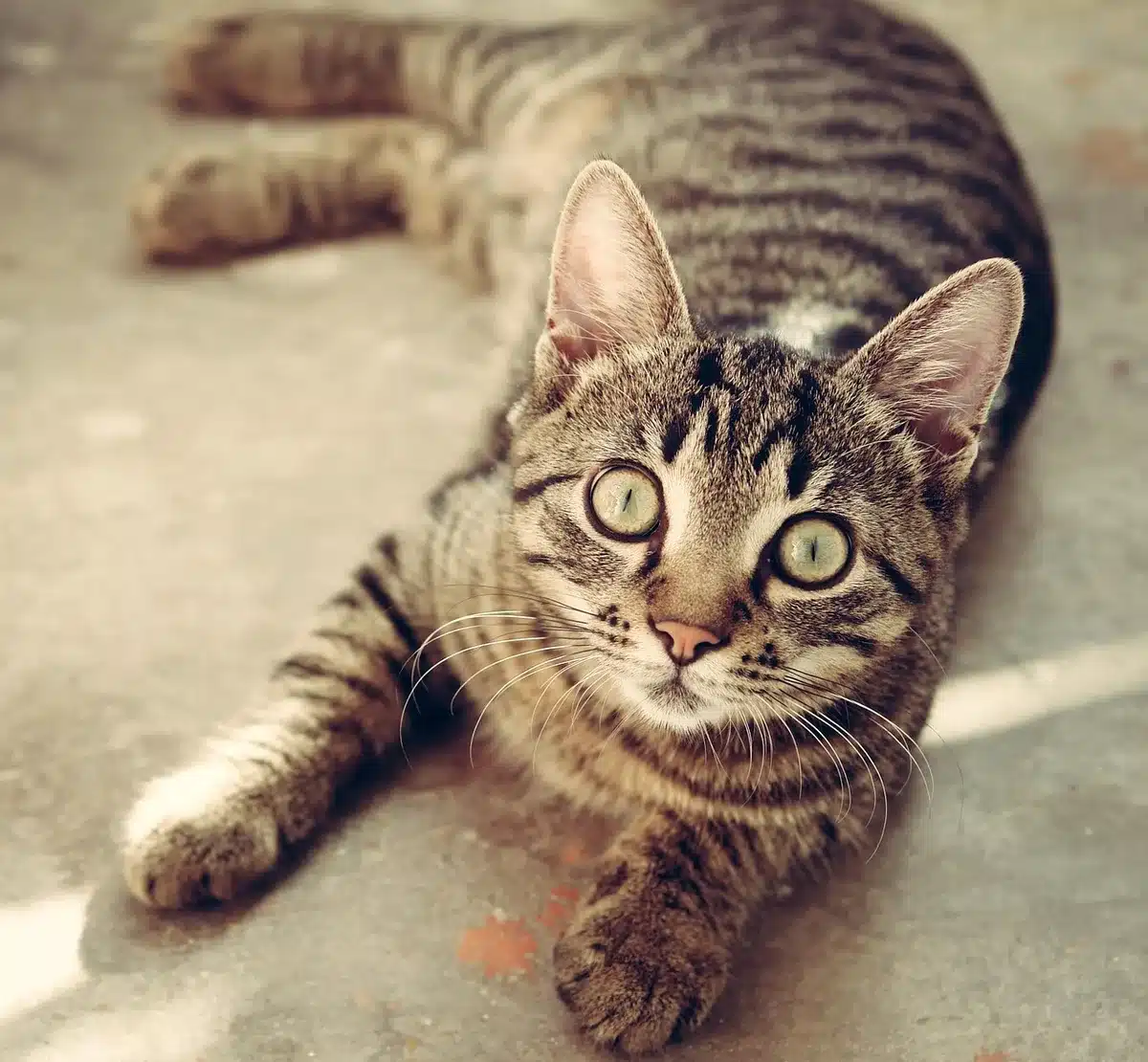 Chat et chien à l'intérieur près d'une fenêtre en plein jour