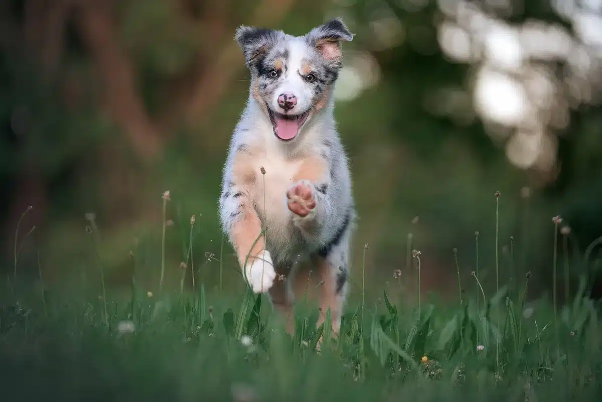 Chien chez le vétérinaire examiné pour symptômes respiratoires