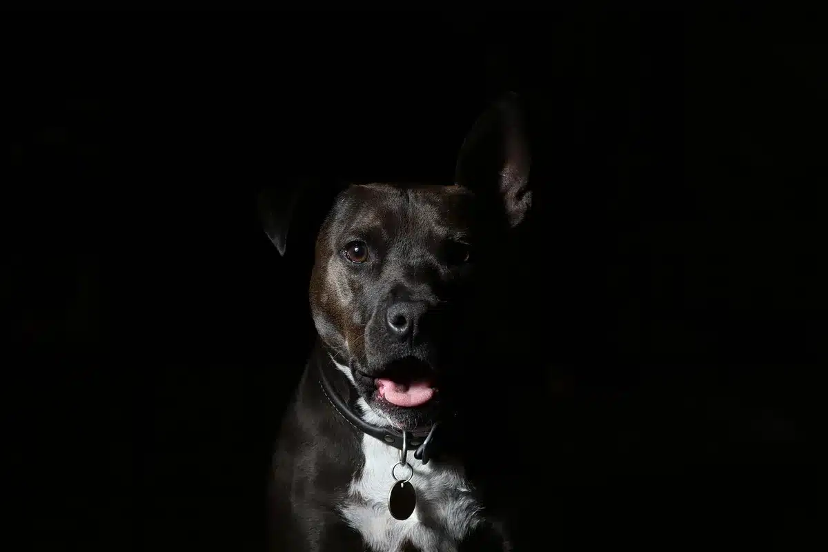 Gros plan d'un collier en contact avec le pelage du chien