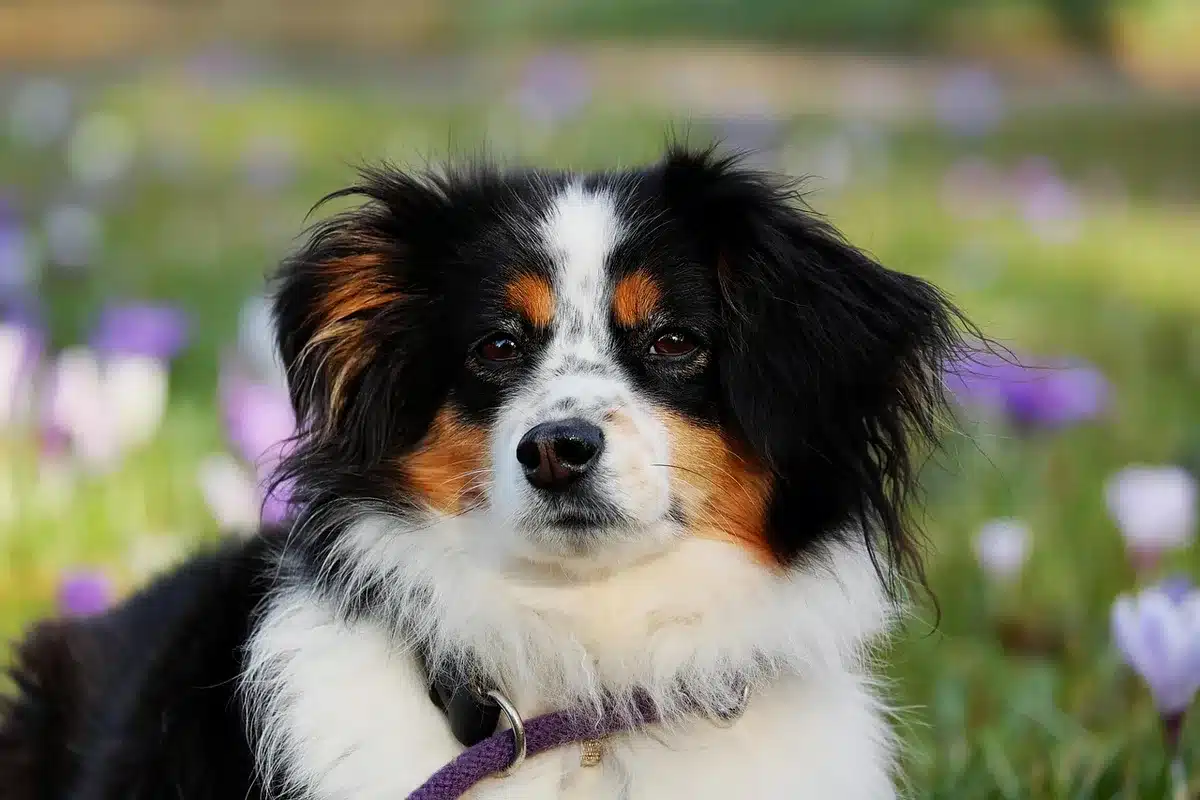 Vétérinaire examinant la peau et le pelage d'un chien