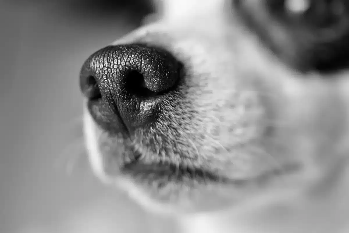 Chien présentant écoulement nasal et toux, signes respiratoires de la maladie de Carré