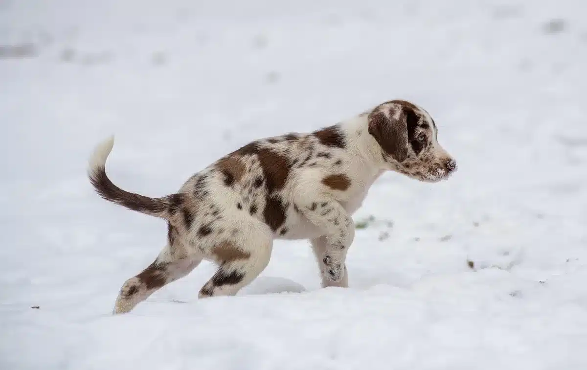 Chiot joueur avec un propriétaire à l'intérieur de la maison