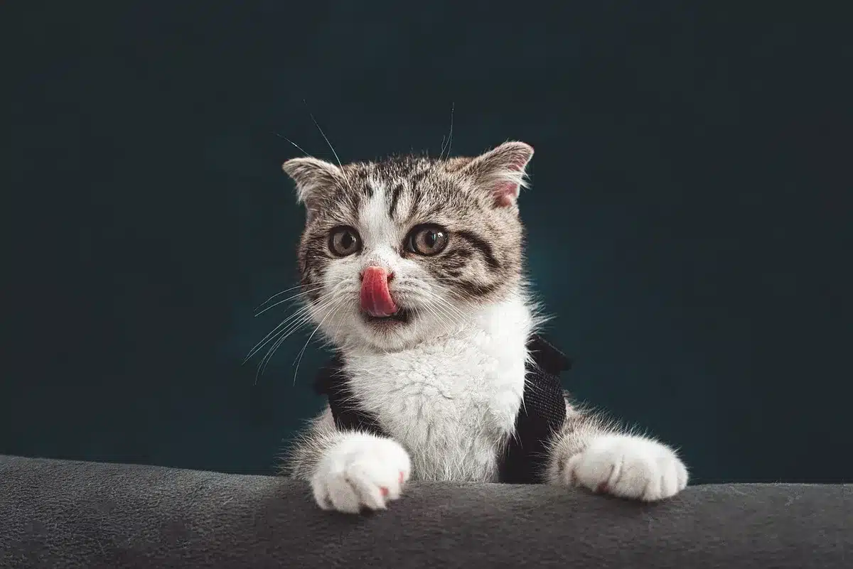 Main examinant une petite plaie sur un chat après une morsure