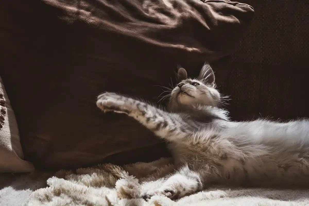 Chat alité montrant un comportement apathique et léthargique