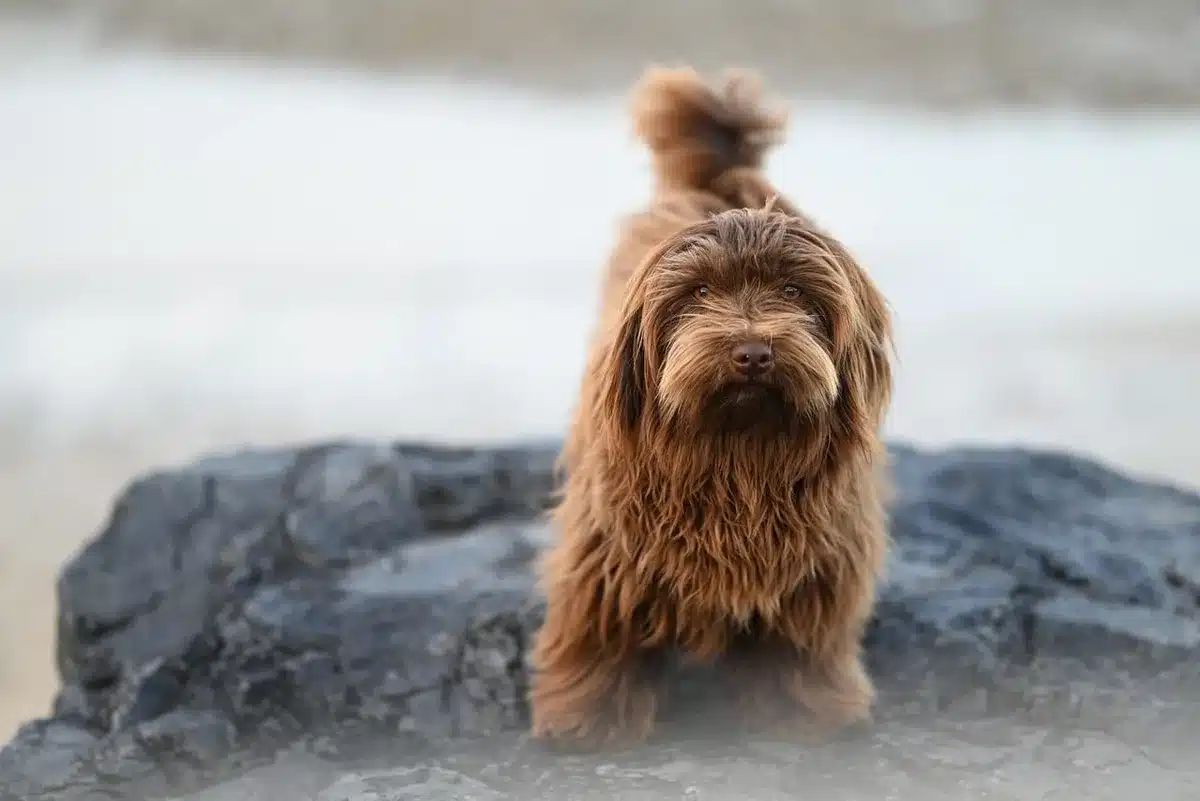 Chiens jouant dans un parc, illustrant le risque accru selon le mode de vie