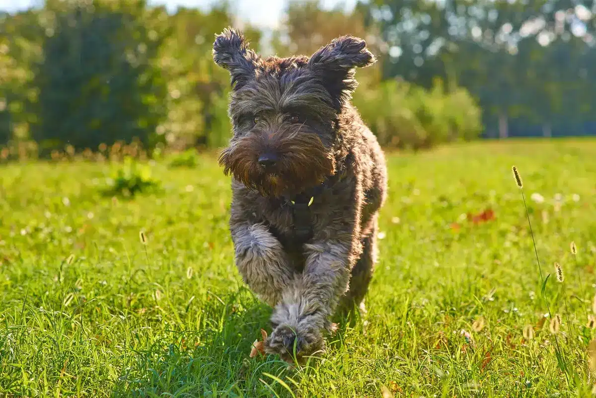 Personne en promenade avec son chien dans un parc en journée