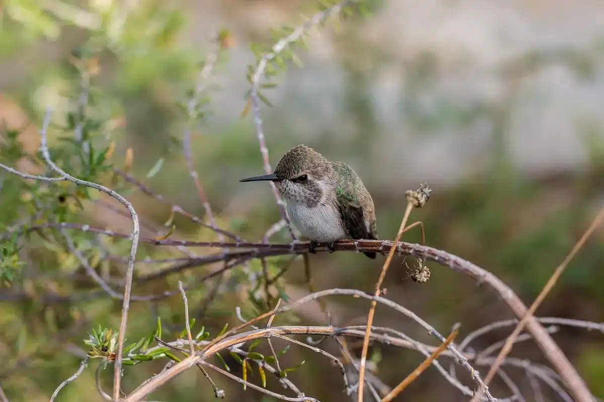 Massif d'arbustes fruitiers dense conçu pour attirer les oiseaux
