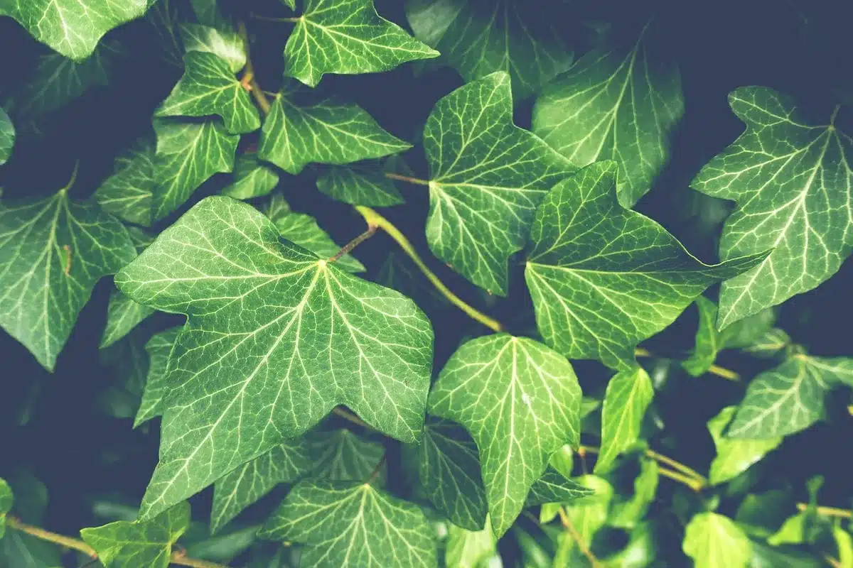 Vignes grimpantes associées à des arbres pour enrichir la floraison