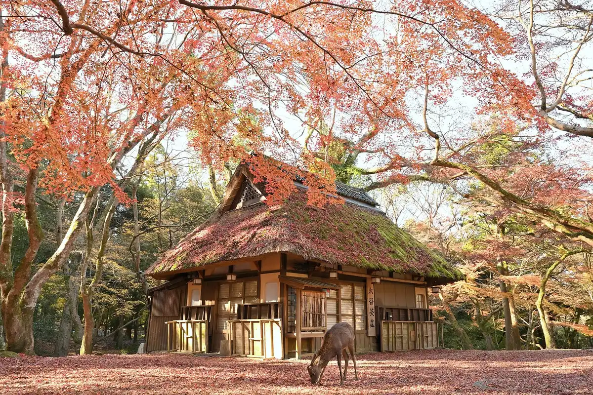 Devanture d'un restaurant Wendy's au Japon avec passants regardant la vitrine